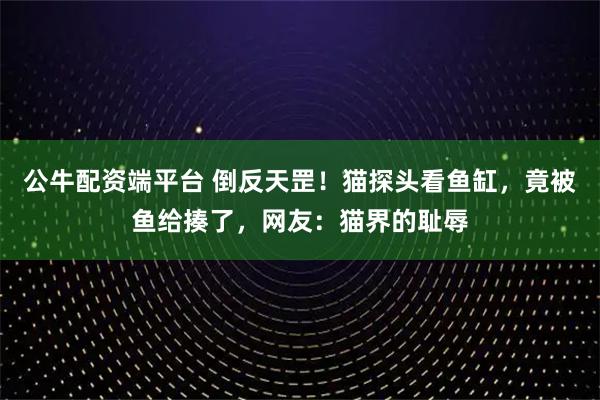 公牛配资端平台 倒反天罡！猫探头看鱼缸，竟被鱼给揍了，网友：猫界的耻辱